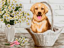 Лабрадор в корзинке и ромашки