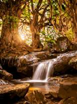 Лесной ручей