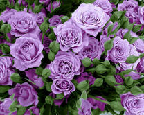 Большой куст фиолетовых роз