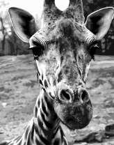 Любопытный жираф