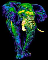 Таинственный слон