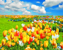 Поле ярких разноцветных тюльпанов