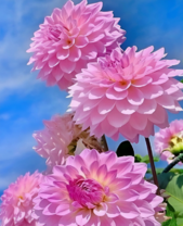 Королевские георгины