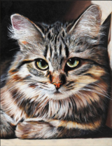 Маленькая серая кошечка