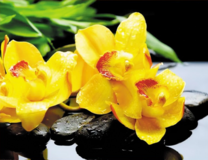 Желтая орхидея на камне