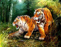 Тигры в ярости