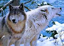 Белый и серый волки в лесу