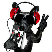 Французский бульдог в красных наушниках