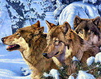 Три волка готовы к охоте