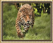 Хищный гепард в траве