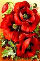 Ярко-красные маки