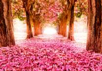 Тропа устелена розовыми лепестками