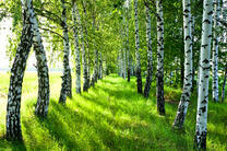 Ровные ряды в березовой роще