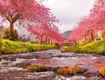 Цветущая сакура вдоль реки