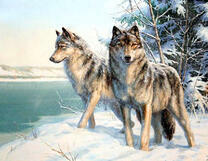 Пара волков вышла из леса