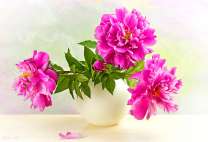 Три ярких пиона в белой вазе