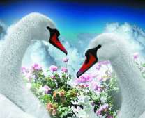 Лебеди на фоне кустовых роз