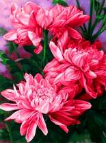 Ярко-алые пионы