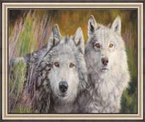 Пара желтоглазых волков осенней траве