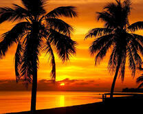 Пальмы на закате у моря