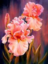 Нежно-розовые ирисы