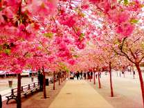 Цветение сакуры в парке