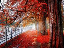 Осенняя алея у реки