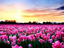 Тюльпановое поле
