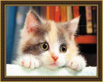 Смешной миленький котёнок