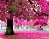 Опавшие цветы сакуры