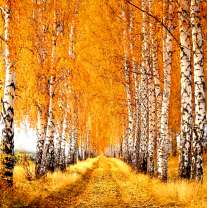 Березовая роща в осенней листве
