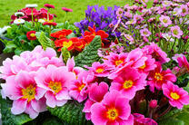 Прекрасные фиалки