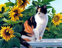Трехцветная кошечка и подсолнухи