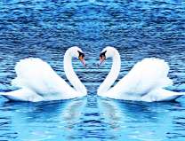 Пара белых лебедей на большом озере