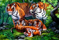 Семья амурских тигров в лесу