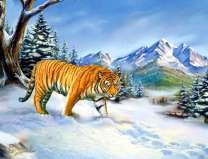 Тигр на охоте в снежных горах