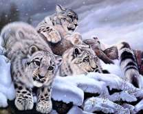 Снежные барсы на отдыхе в ночных горах