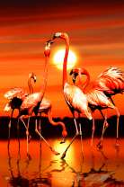 Стая фламинго на фоне золотого неба