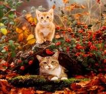 Кошка и котенок в осенней красе