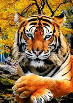 Огромный тигр на фоне водопада