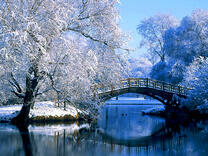 Замёрзшие деревья у реки