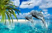 Пара дельфинов у тропических островов