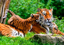 Тигренок облизывает маму