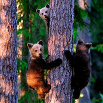 Три медвежонка на сосне