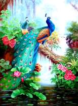 Красочные павлины над рекой