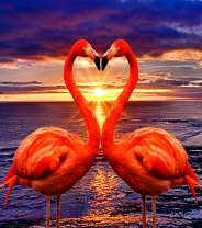 Влюблённая пара фламинго на рассвете