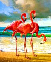 Три фламинго на берегу моря