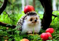 Ежик на сборе урожая