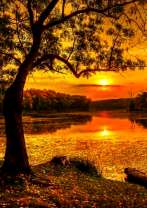 Золотистый закат и одинокое дерево у реки