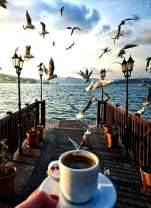 Кофе и чайки на причале